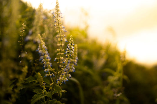 3 Recipes for Stepping Into Spring