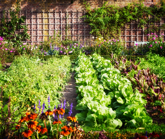 Embracing Sustainability: Planting a Garden and Supporting Local Food Producers