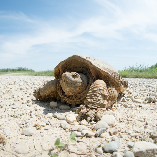 Celebrating World Turtle Day: Protecting Our Shelled Friends and Their Precious Habitat